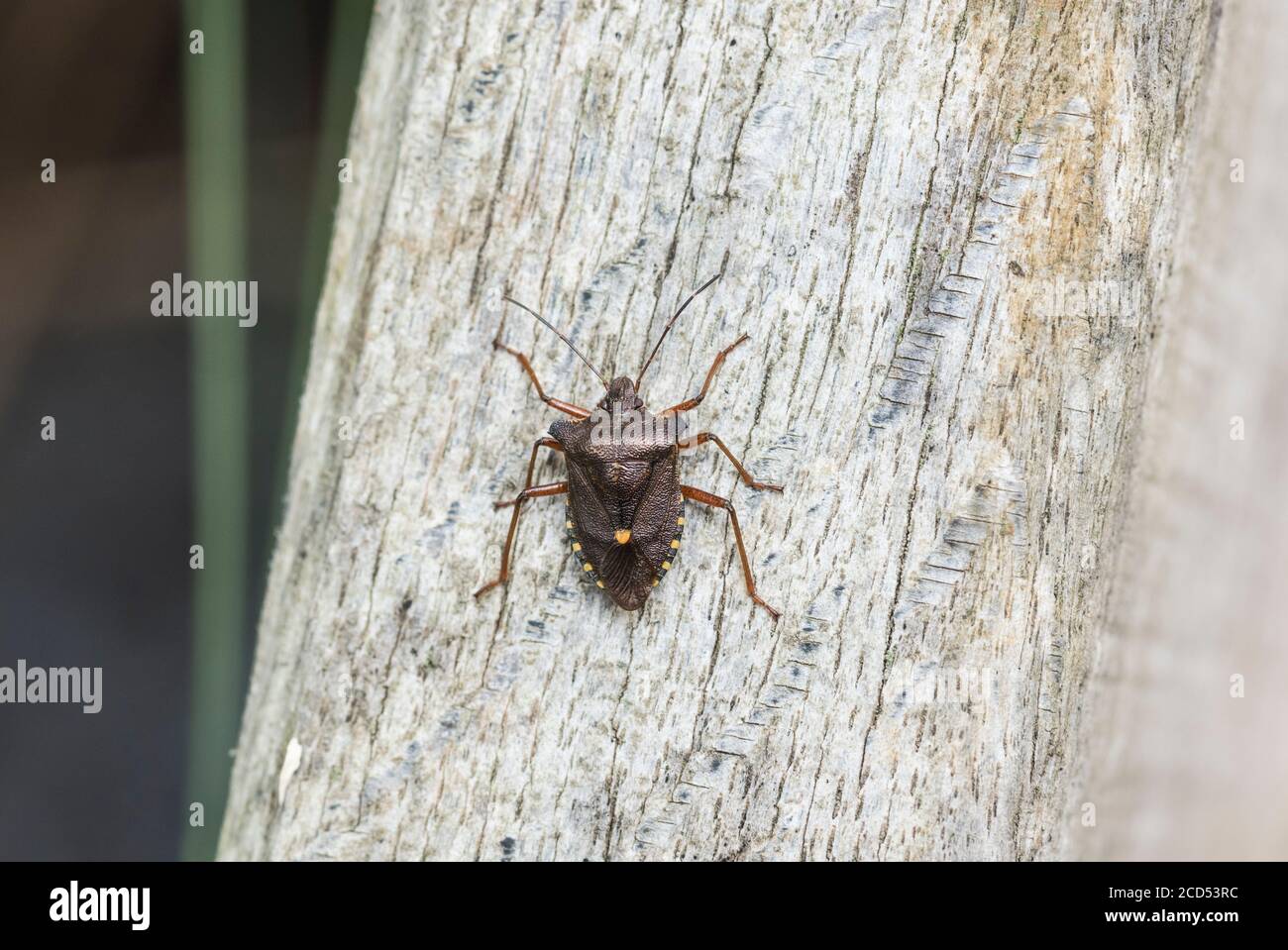 Forest Bug or Red-Legged Shield Bug (Pentatoma rufipes) Stock Photo