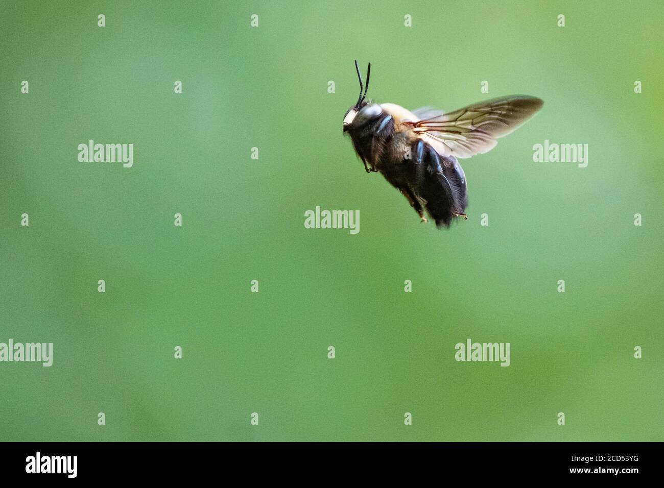 Carpenter bee hovering Stock Photo