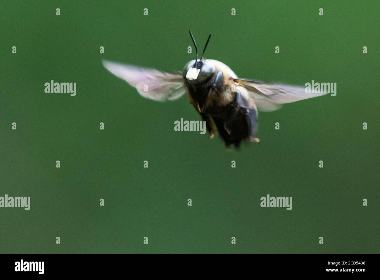 Carpenter bee hovering Stock Photo Alamy