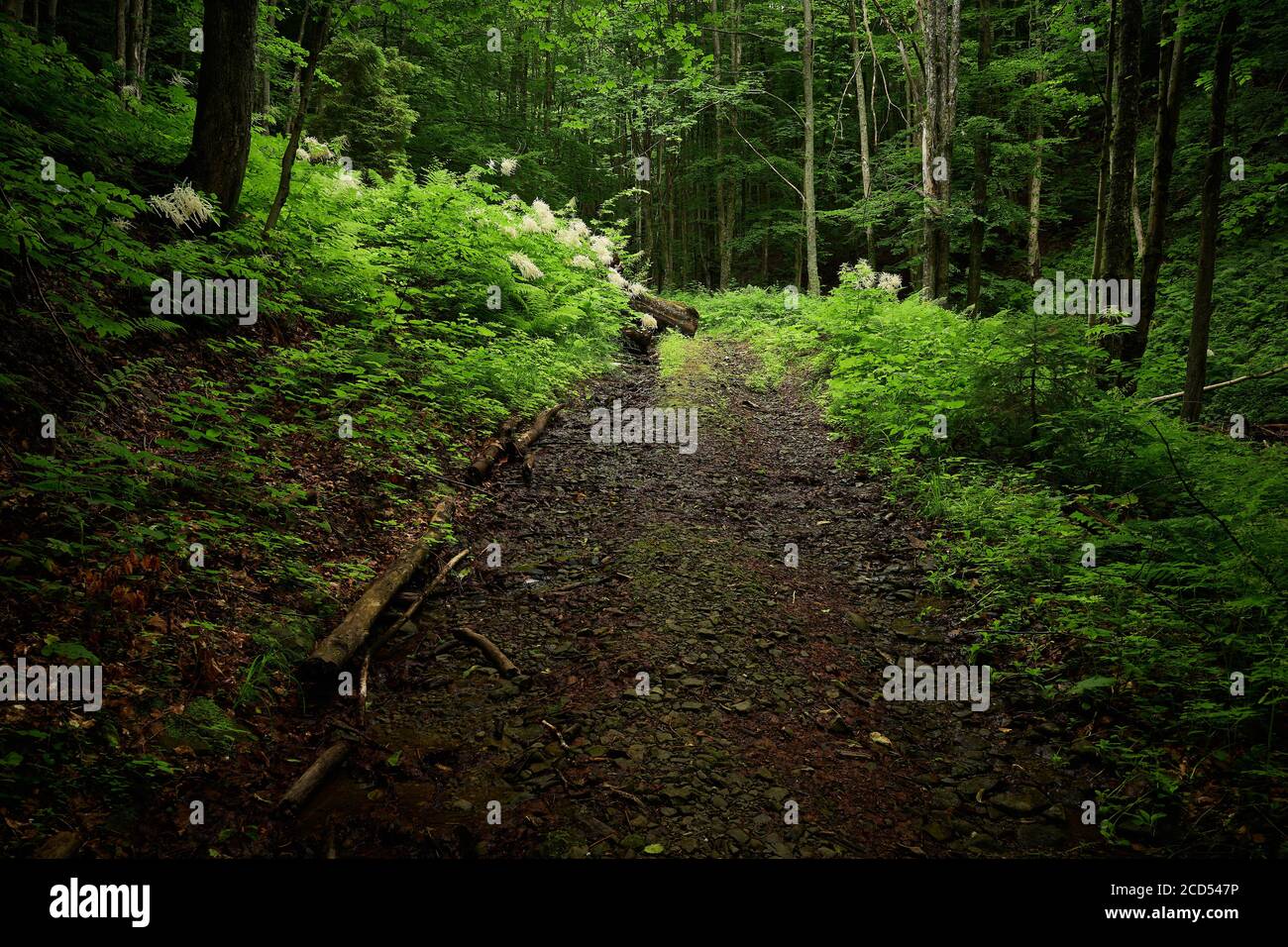 Forest way. No people dirt road in the Carpathian forest in the shade of trees on a summer day. Foot of Mt. Bilyi Kamin (1062), Polonynian Beskids Stock Photo