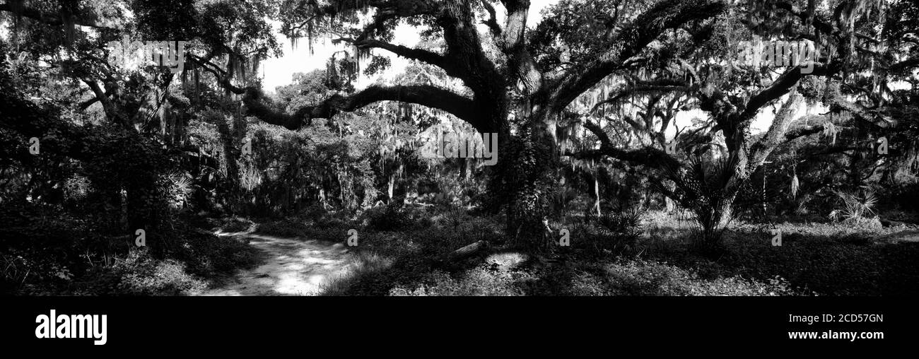 Black and white landscape with oak trees and Spanish moss (Tillandsia usneoides), Lake Kissimmee State Park, Lake Wales, Florida, USA Stock Photo