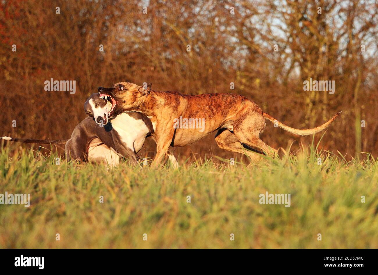 Closeup of two dogs playing, chasing, tackling, and nipping at each ...