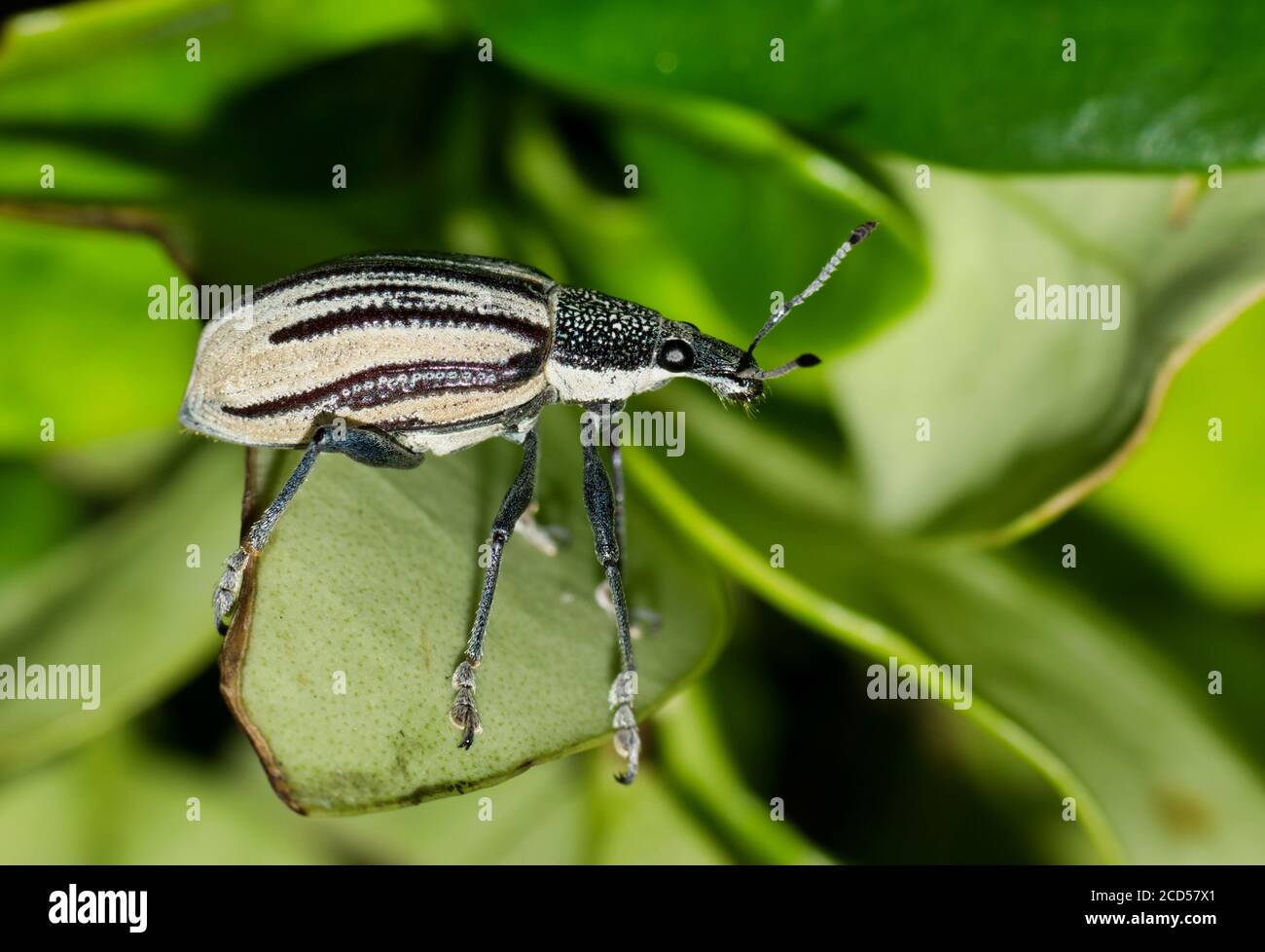 Diaprepes Root Weevil crawling through lush foliage in Houston, TX. A destructive insect that can damage many types of crops, especially citrus. Stock Photo