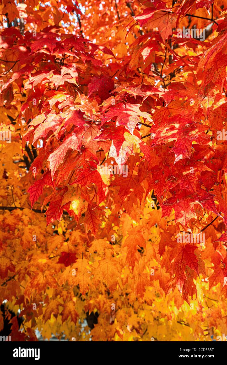 Red and Yellow Maple Tree Leaves in Autumn Stock Photo