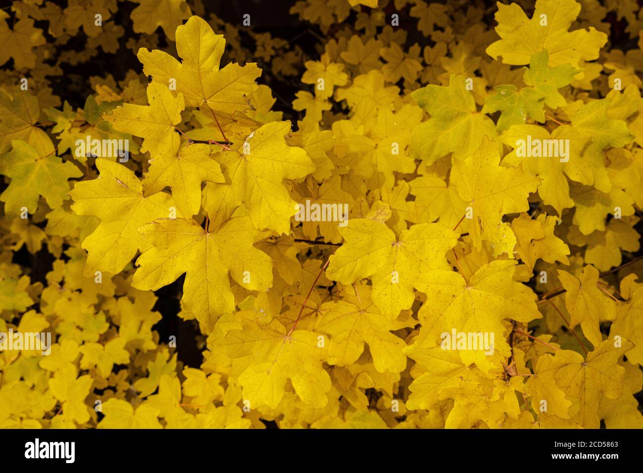 Yellow Maple Leaves in Autumn Stock Photo
