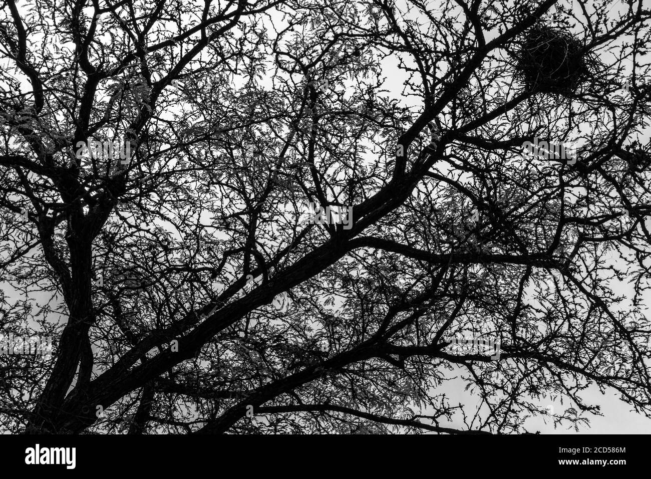 Craw's Nest in an Autumn Tree Stock Photo