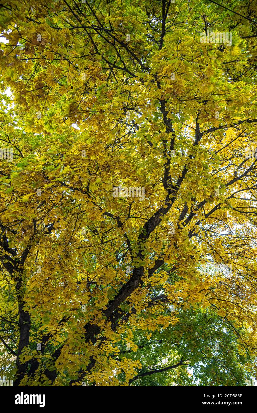 Maple Tree (Acer spec.) in Early Autumn Stock Photo