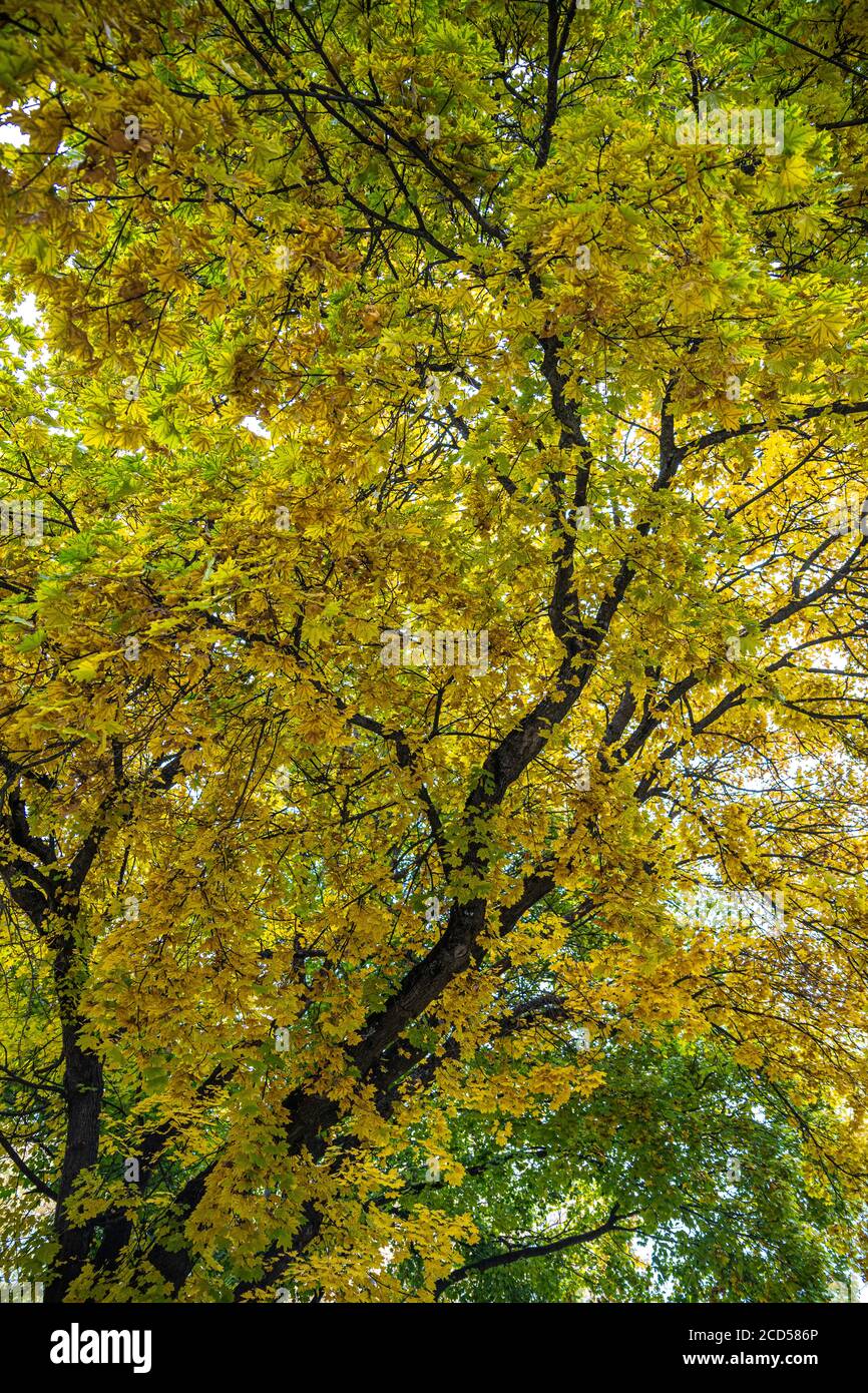 Maple Tree (Acer spec.) in Early Autumn Stock Photo - Alamy