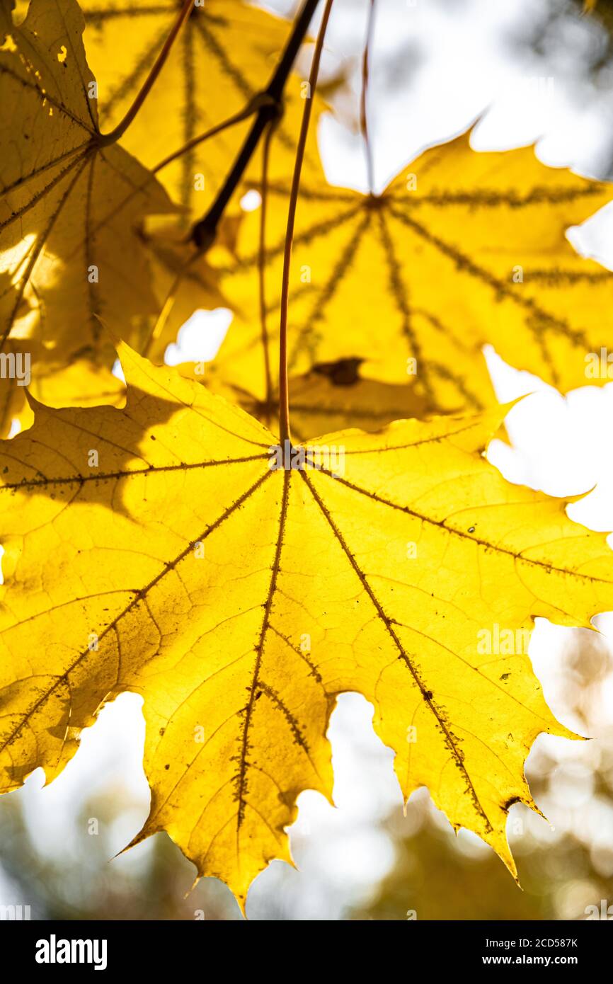 Yellow Maple Leaves in Autumn Stock Photo
