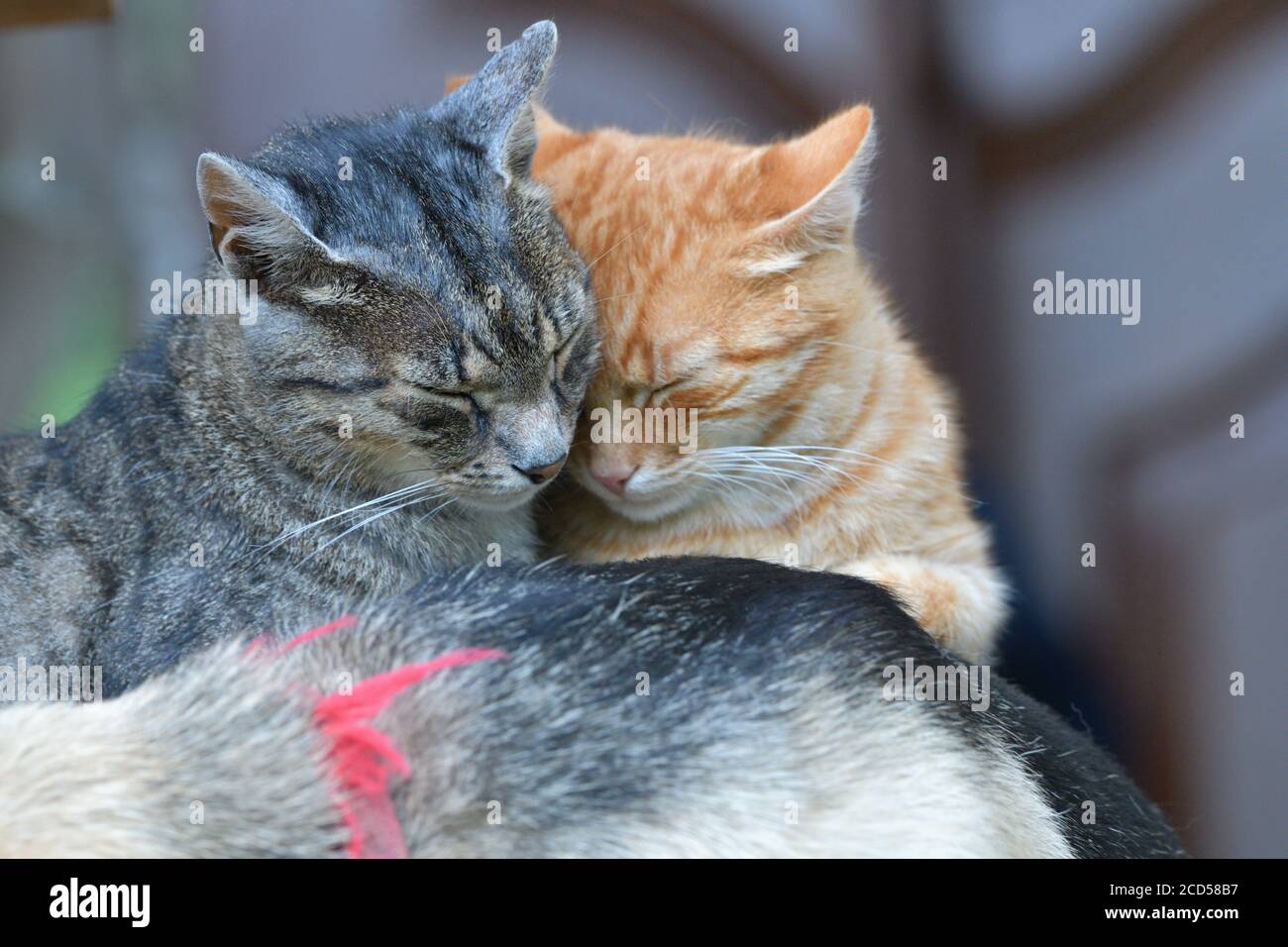 Do my cats love each cheap other