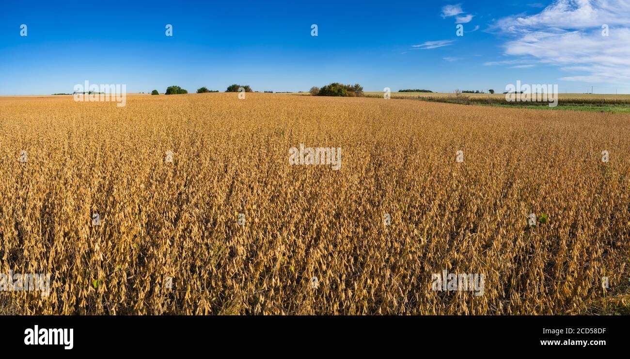 Field with ripe soybeans ready for harvest, Buffalo Center, Iowa, USA Stock Photo