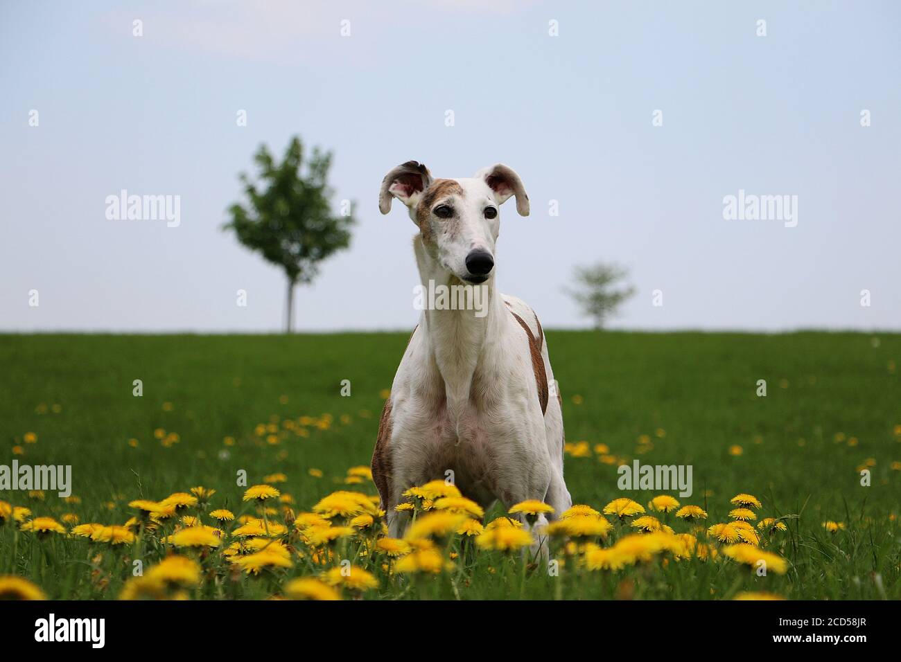 Closeup shot of a Magyar agar dog in the field of yellow flowers Stock Photo