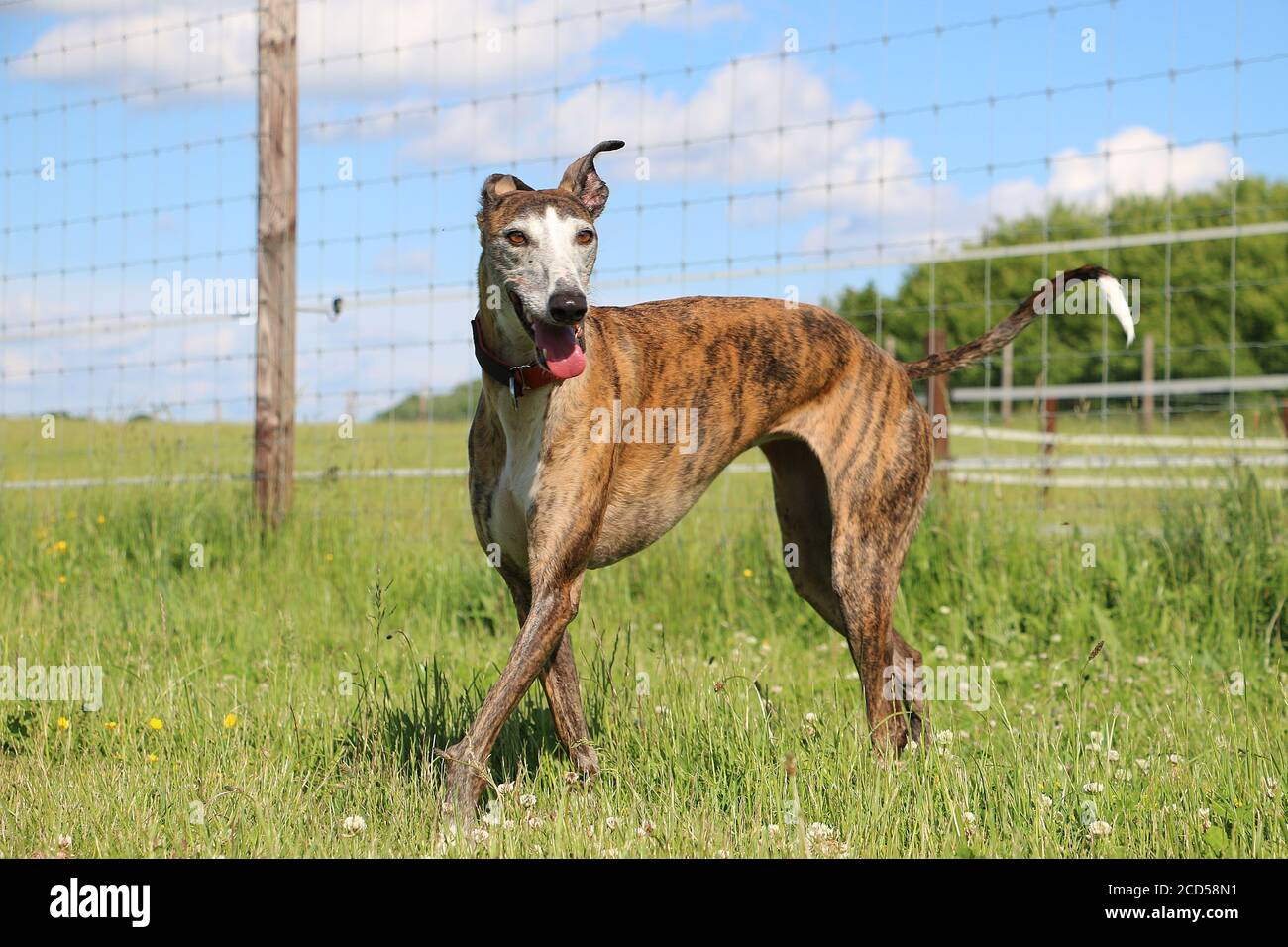 Irish greyhound hires stock photography and images Alamy