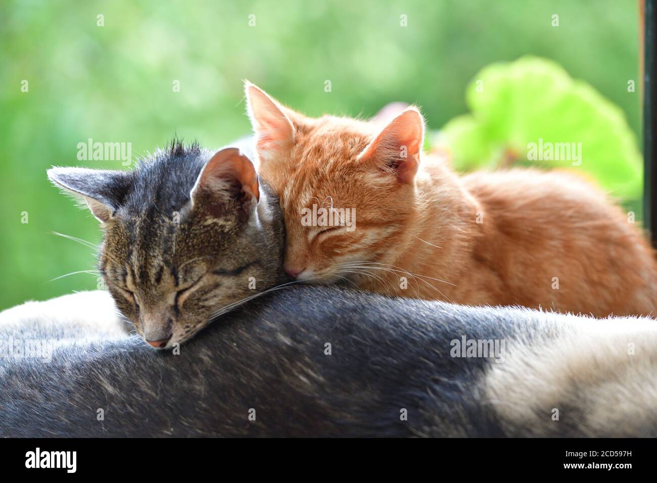 Two domestic cats to snuggle each other and show love Stock Photo