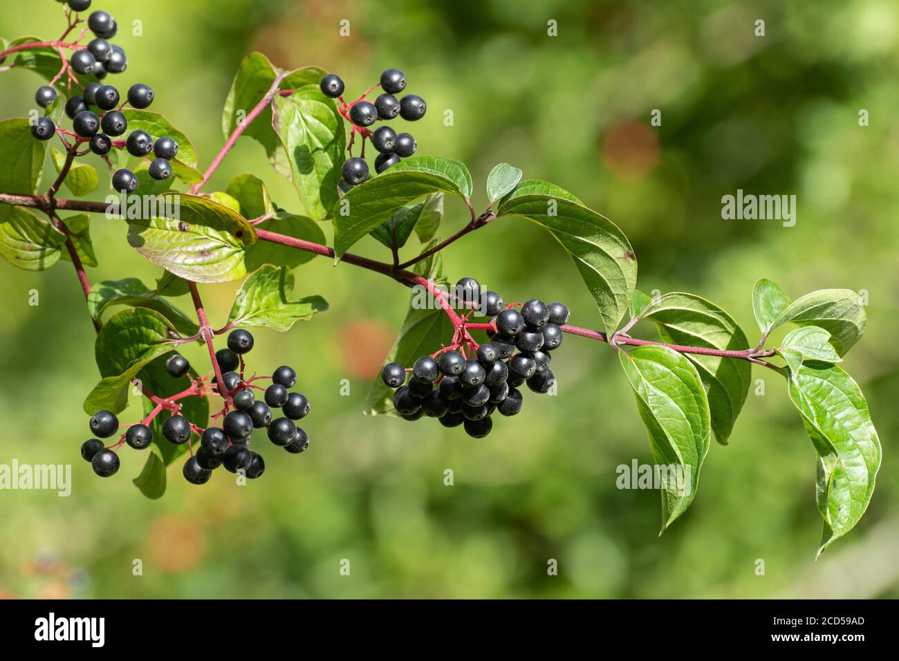 Dogwood shrub (Cornus sanguinea) with clusters of black berries (dogberries) and red twigs growing wild in a hedgerow, late summer, UK Stock Photo