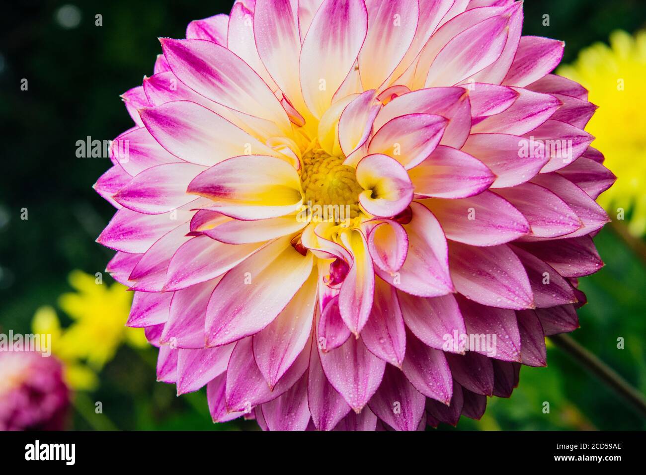 Pink dahlia hi-res stock photography and images - Alamy