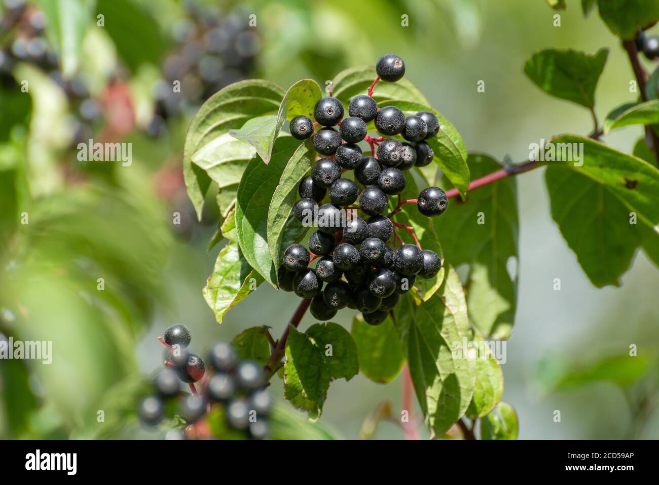 Dogwood shrub (Cornus sanguinea) with clusters of black berries (dogberries) and red twigs growing wild in a hedgerow, late summer, UK Stock Photo