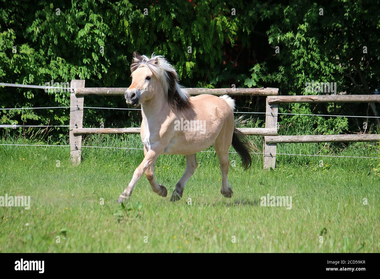 Closeup shot of a pony running in the barn with trees on the background ...