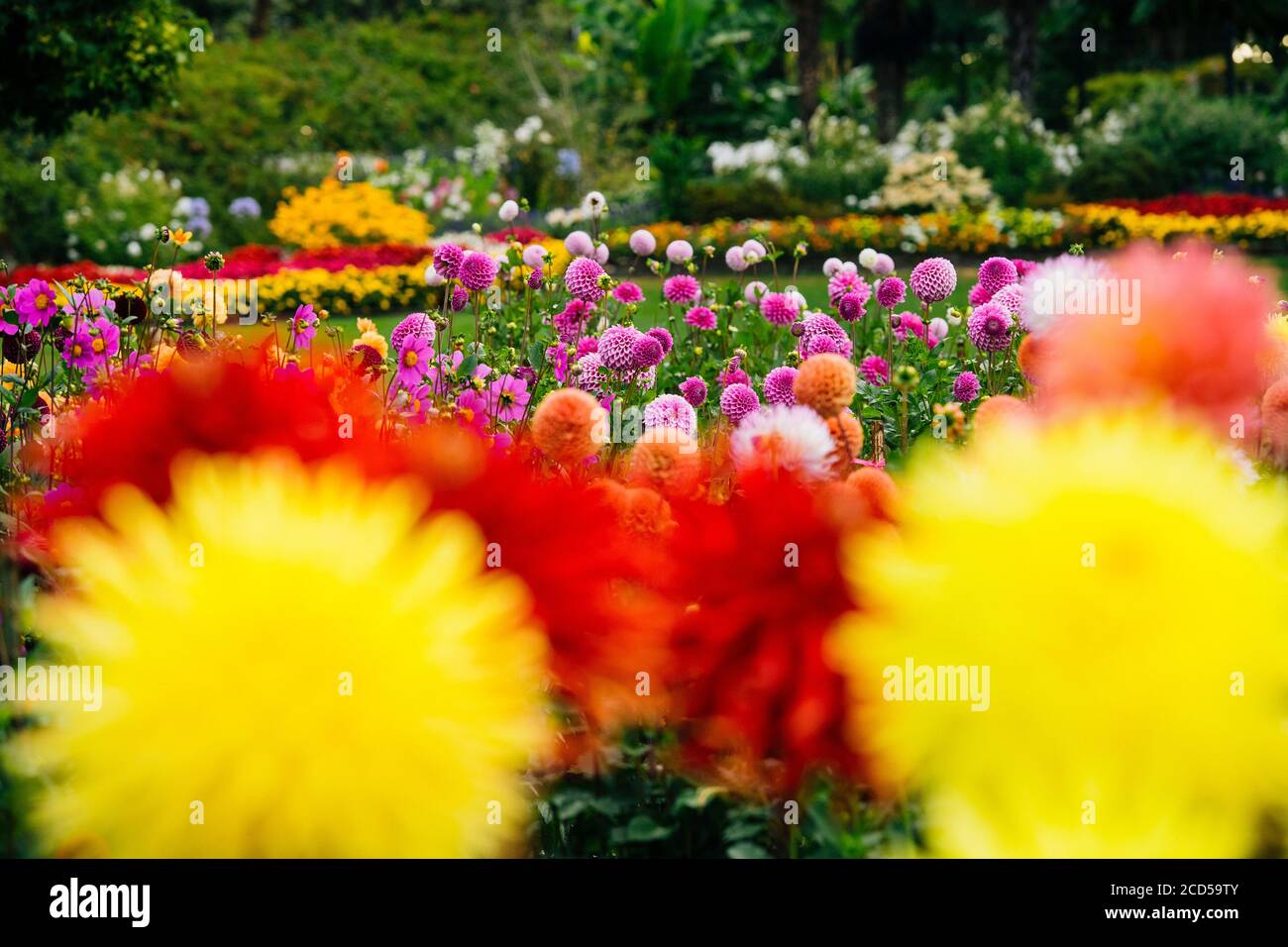 Blooming colorful dahlias in Rhododendron Garden, Point Defiance Park, Tacoma, Washington, USA Stock Photo