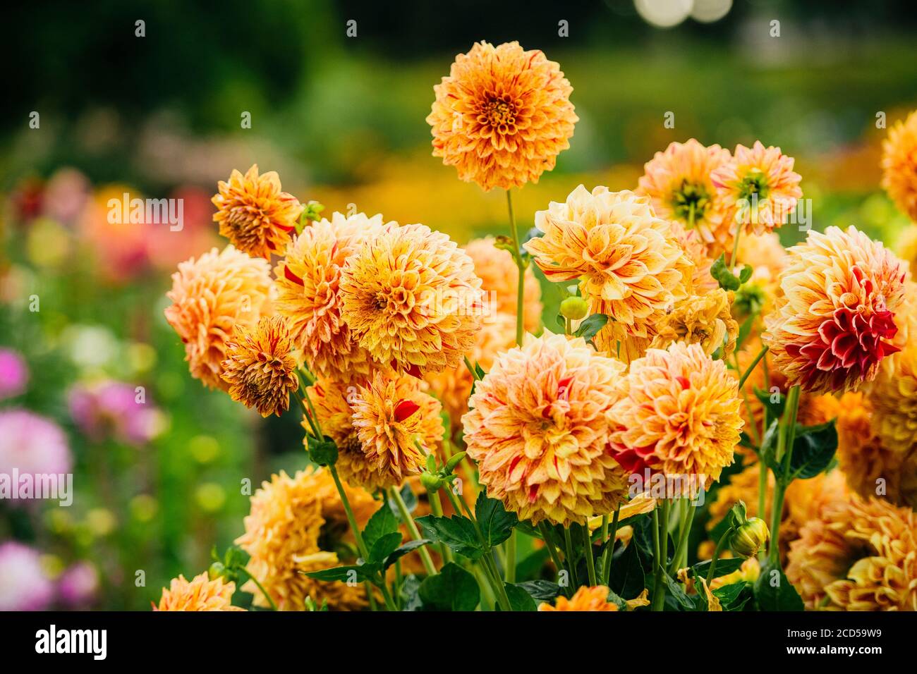 Close up of blooming dahlias in Rhododendron Garden, Point Defiance Park, Tacoma, Washington, USA Stock Photo