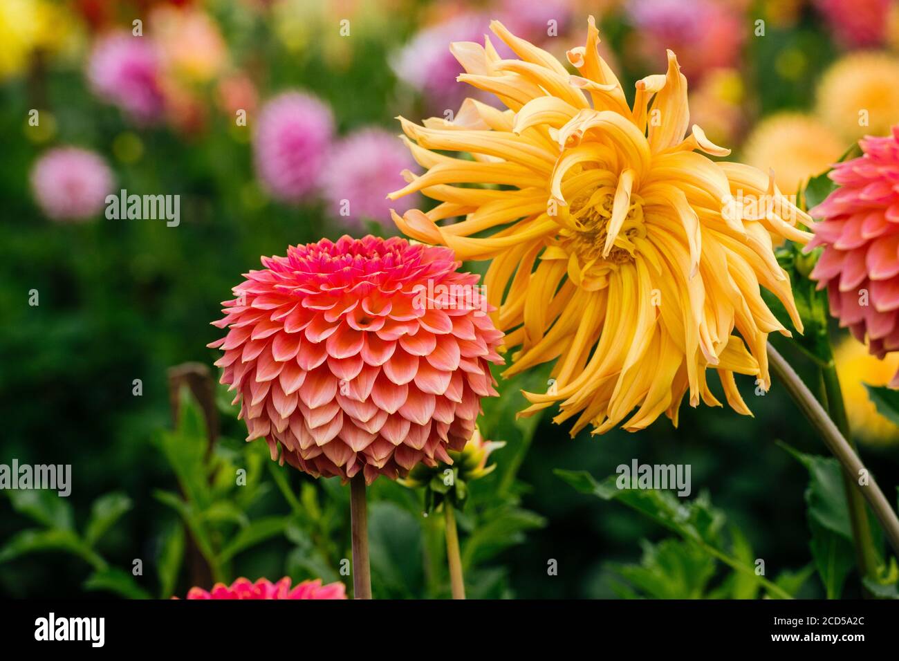 Close up of blooming dahlias in Rhododendron Garden, Point Defiance Park, Tacoma, Washington, USA Stock Photo