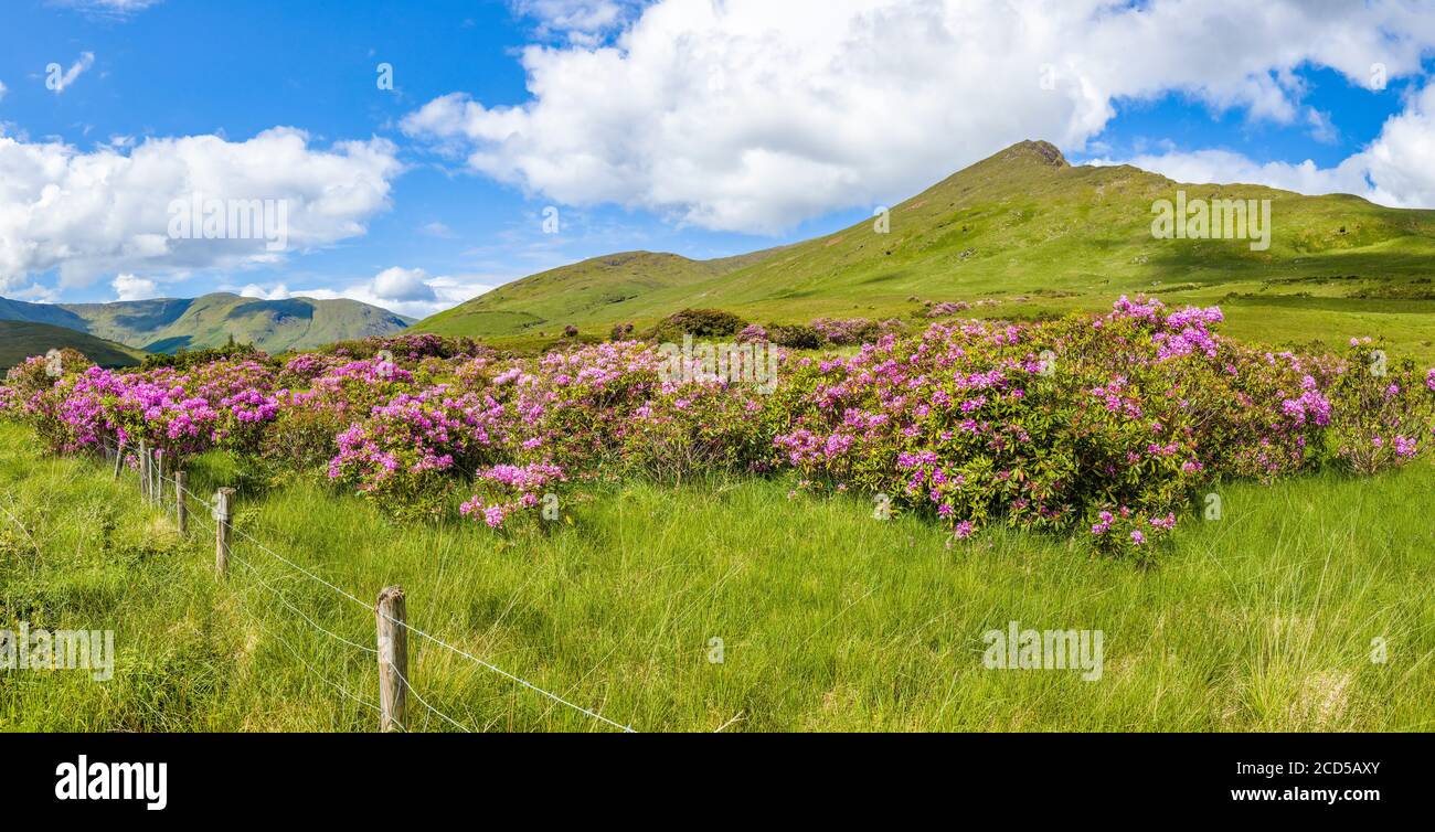 Mountain landscape with blooming rhododendrons in County Mayo, Ireland Stock Photo