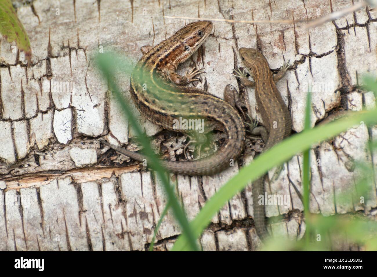 Two common lizards (Zootoca vivipara) basking in sunshine on a log pile in Hampshire, UK Stock Photo