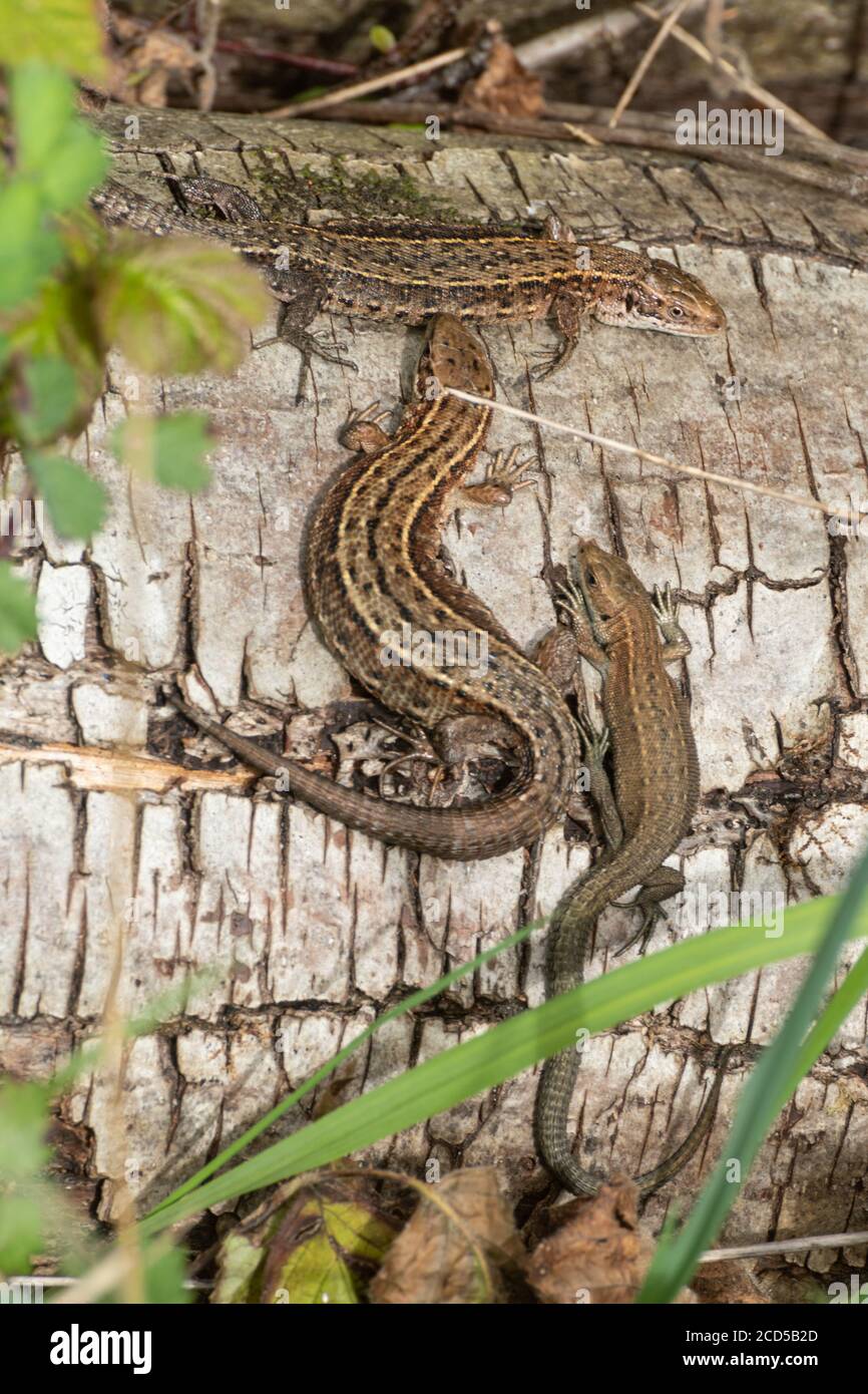 A trio of common lizards (Zootoca vivipara) basking in sunshine on a log pile in Hampshire, UK Stock Photo