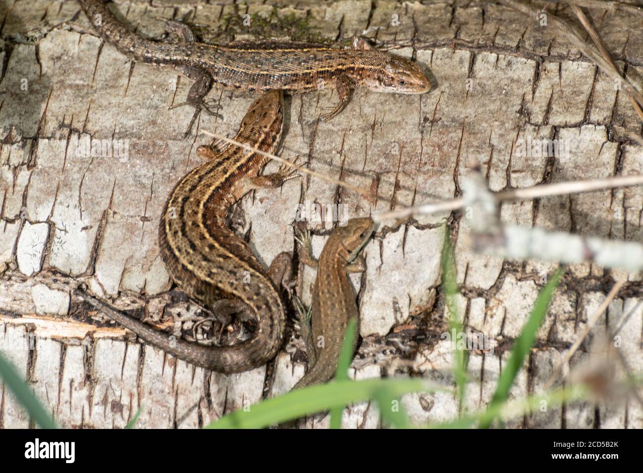 A trio of common lizards (Zootoca vivipara) basking in sunshine on a log pile in Hampshire, UK Stock Photo