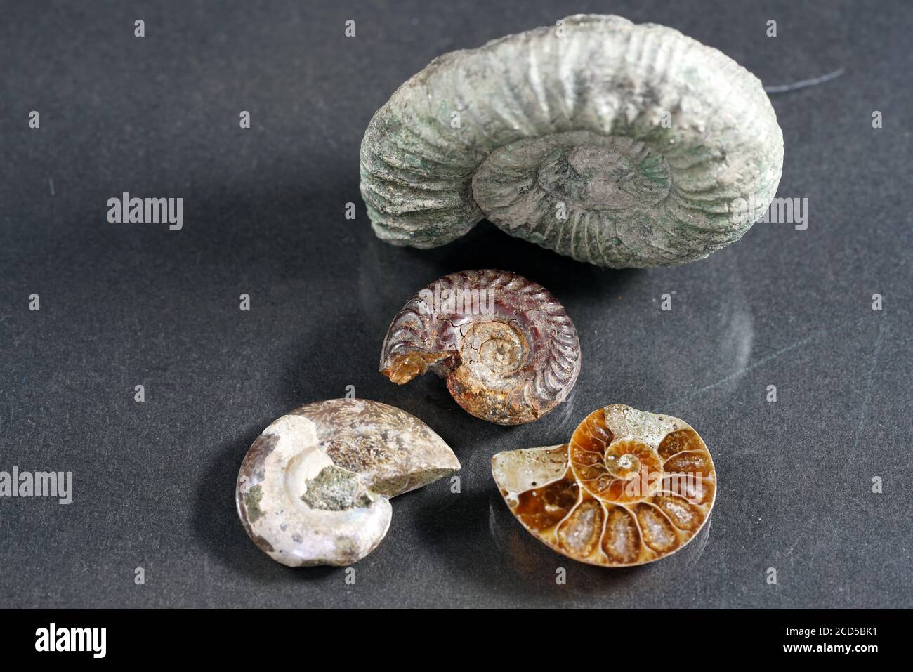 Differently shaped ammonite fossil shells Stock Photo