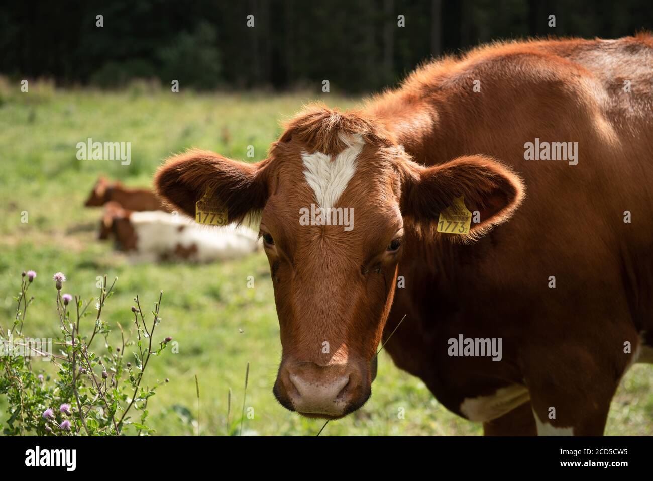 Swiss cow eating grass, Switzerland Stock Photo
