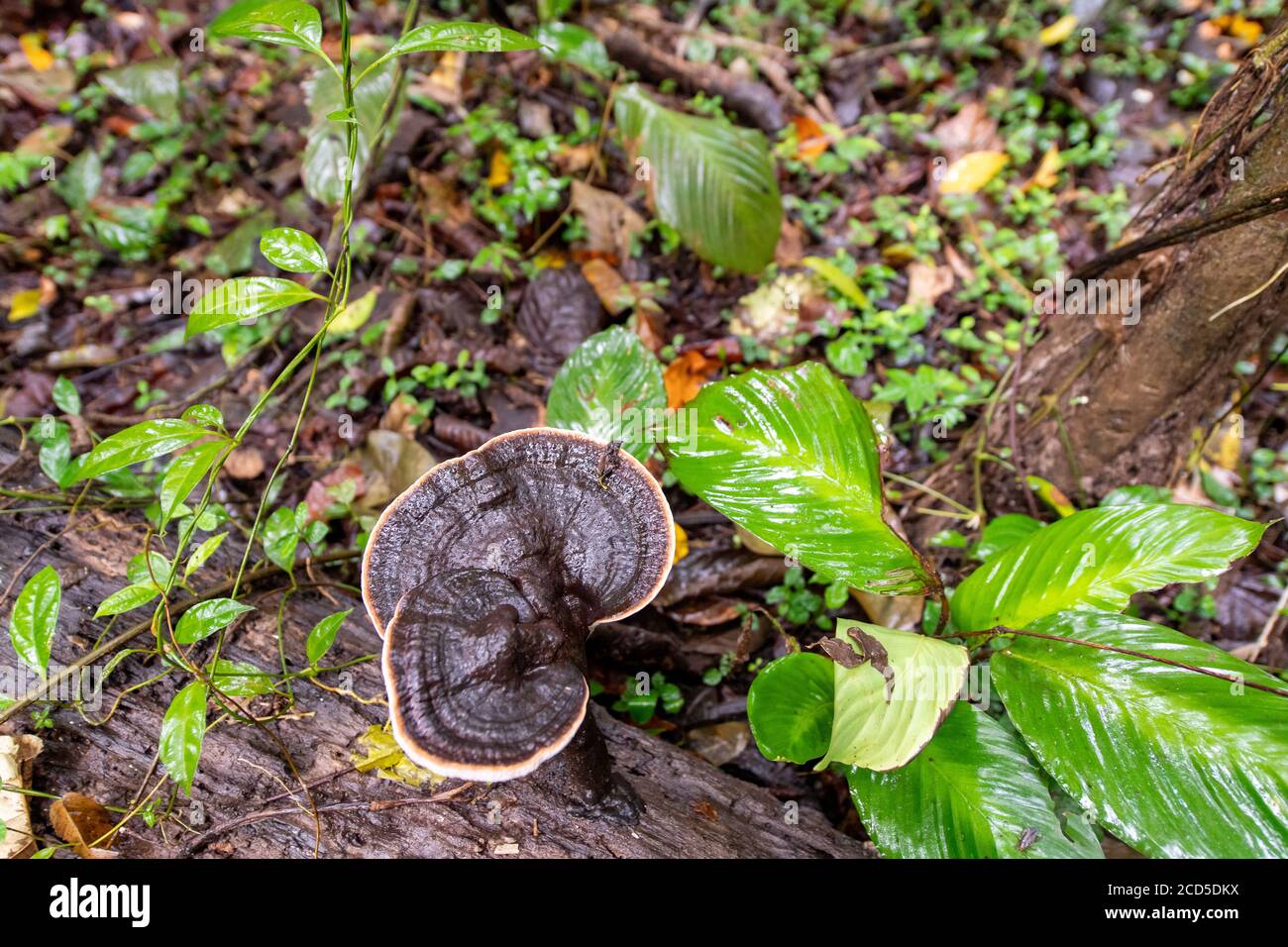 A Mushroom grows in the dampness in the Peruvian Amazon Rainforest Stock Photo