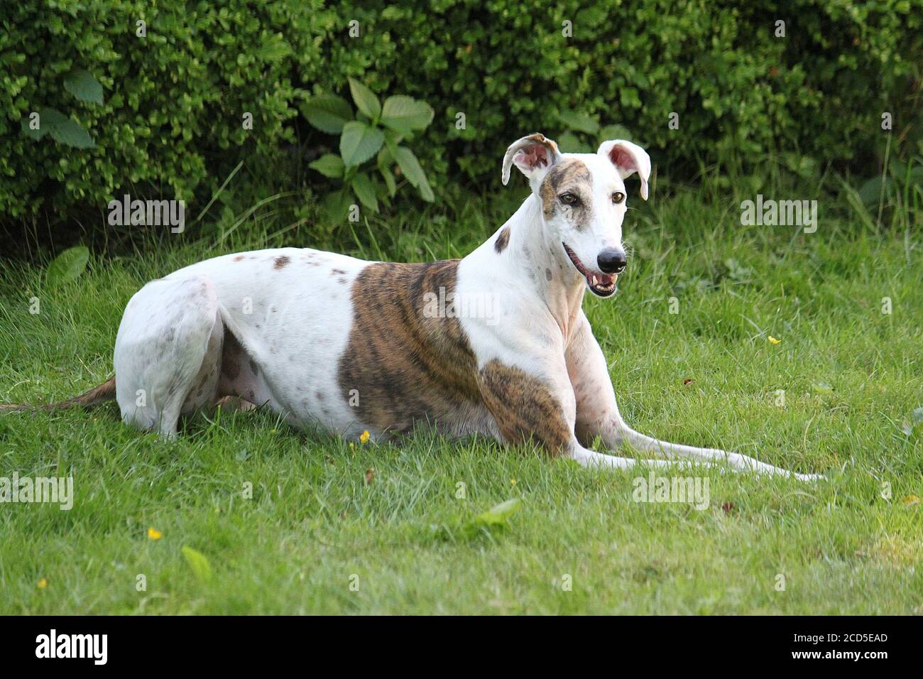 Cute Magyar agar dog lying on the grass Stock Photo