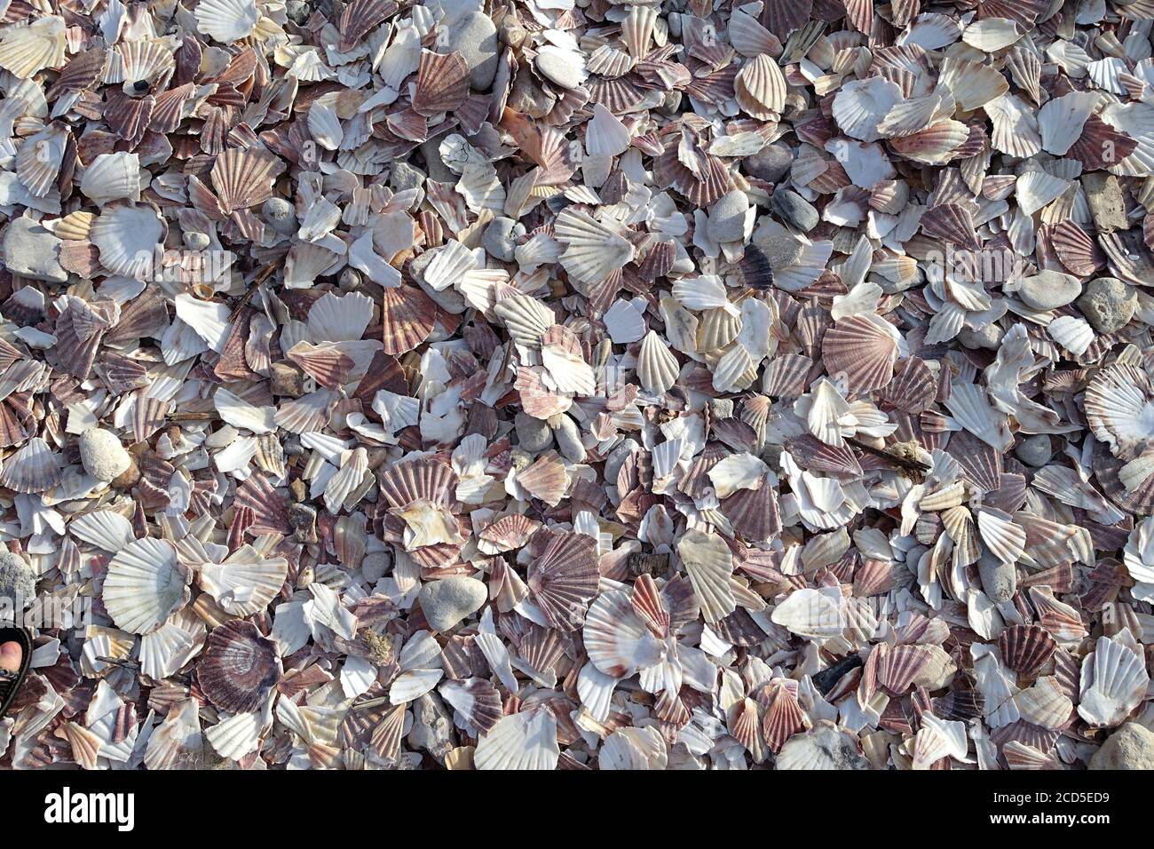 Background of beach covered in bits of scallop shells packed together in a thick layer Stock Photo