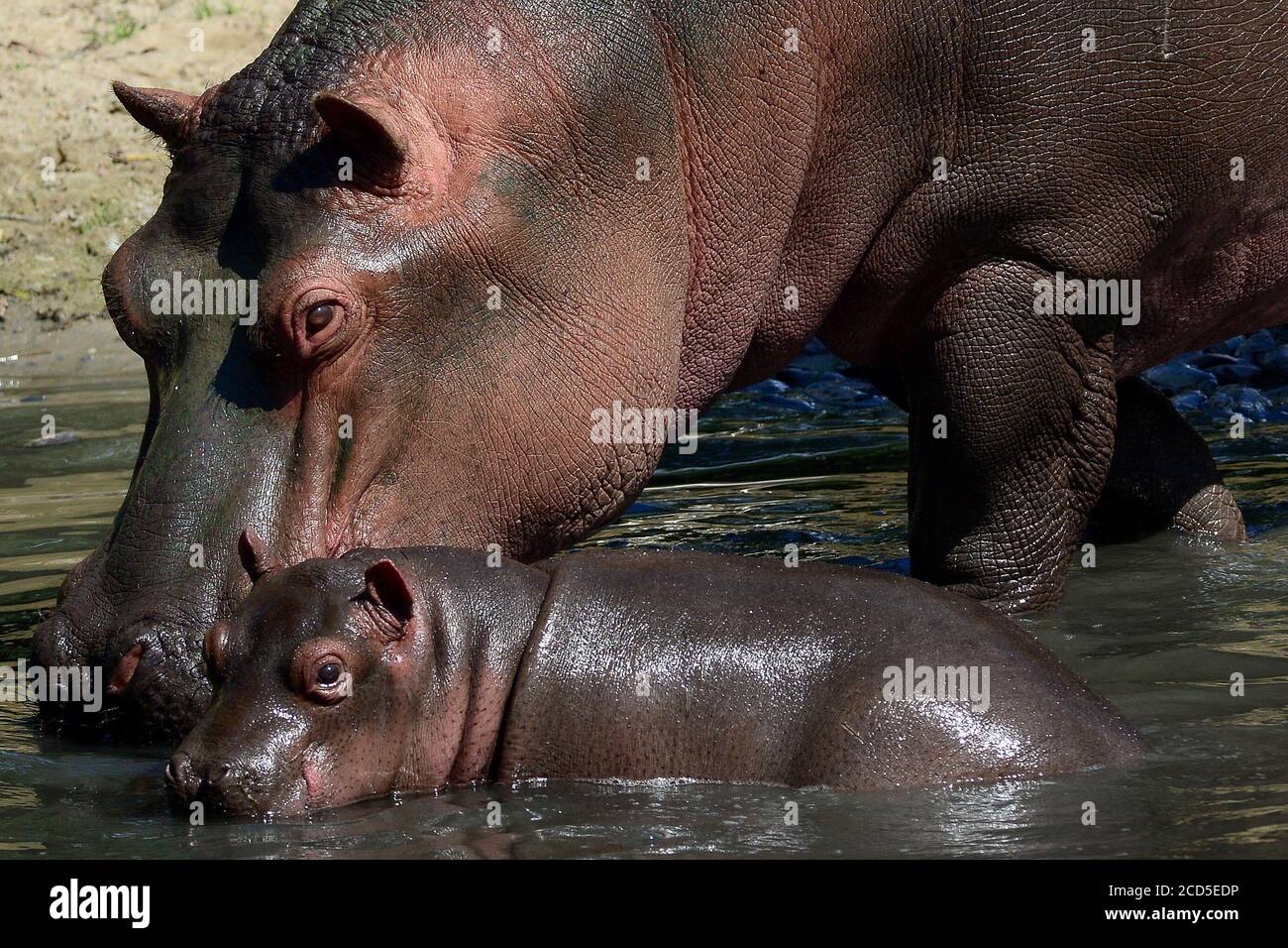 download safari for windows 7 hippo download safari for windows 7 hippo