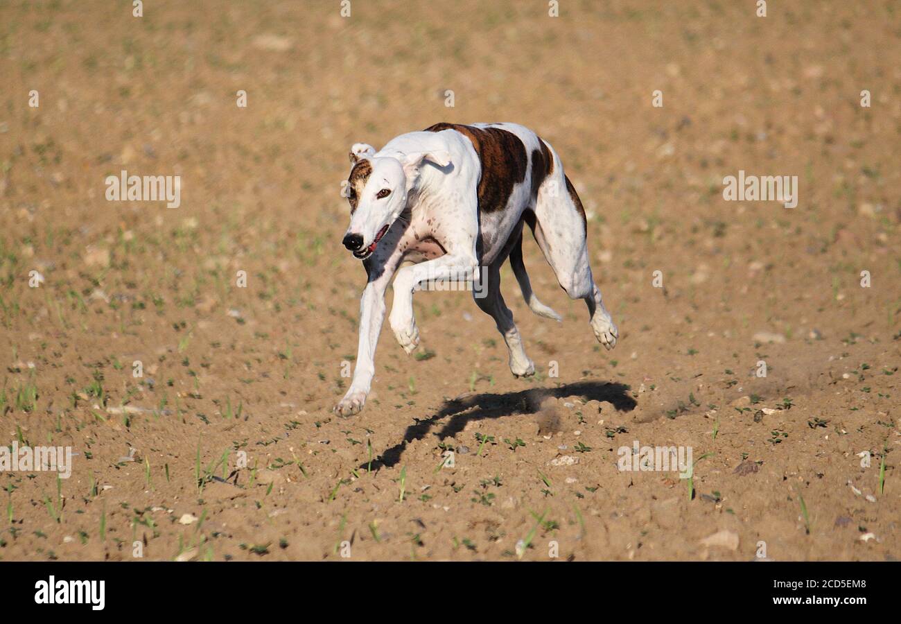 Cute running magyar agar dog Stock Photo