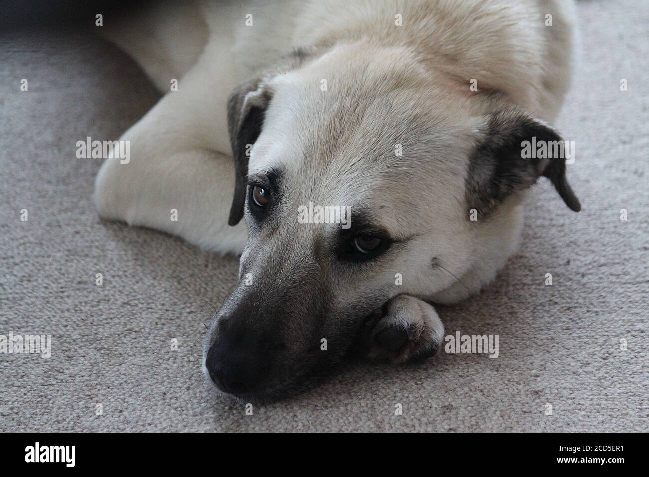 High angle closeup shot of a cute magyar agar dog lying on the ground Stock Photo