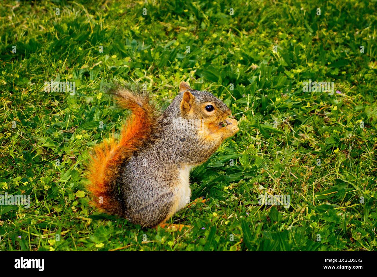 Squirrel eating nut on green grass Stock Photo