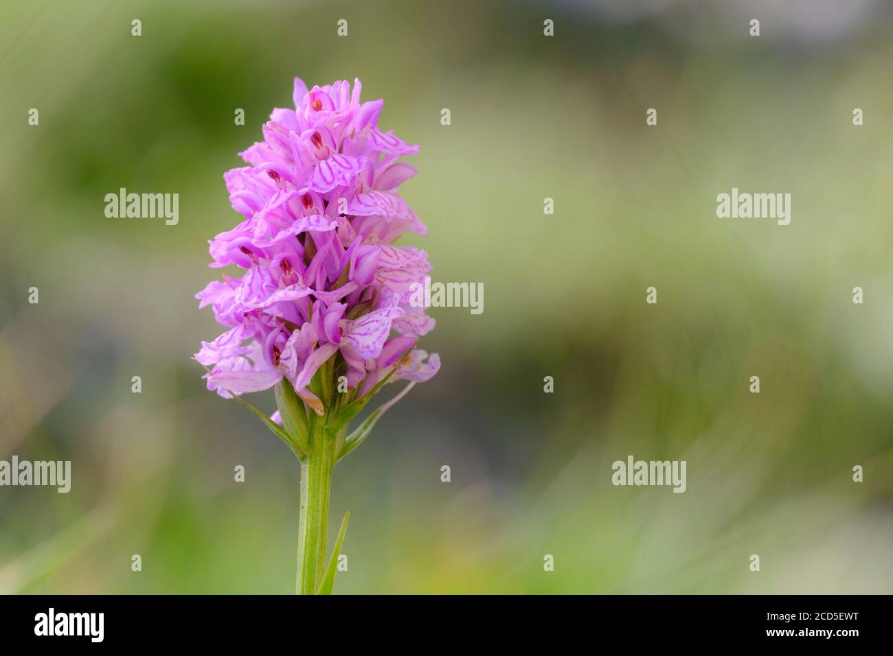Inflorescence of Heath Spotted-orchid (Dactylorhiza maculata maculata). Capçaleres del Ter i del Freser Natural Park. Catalonia. Spain. Stock Photo
