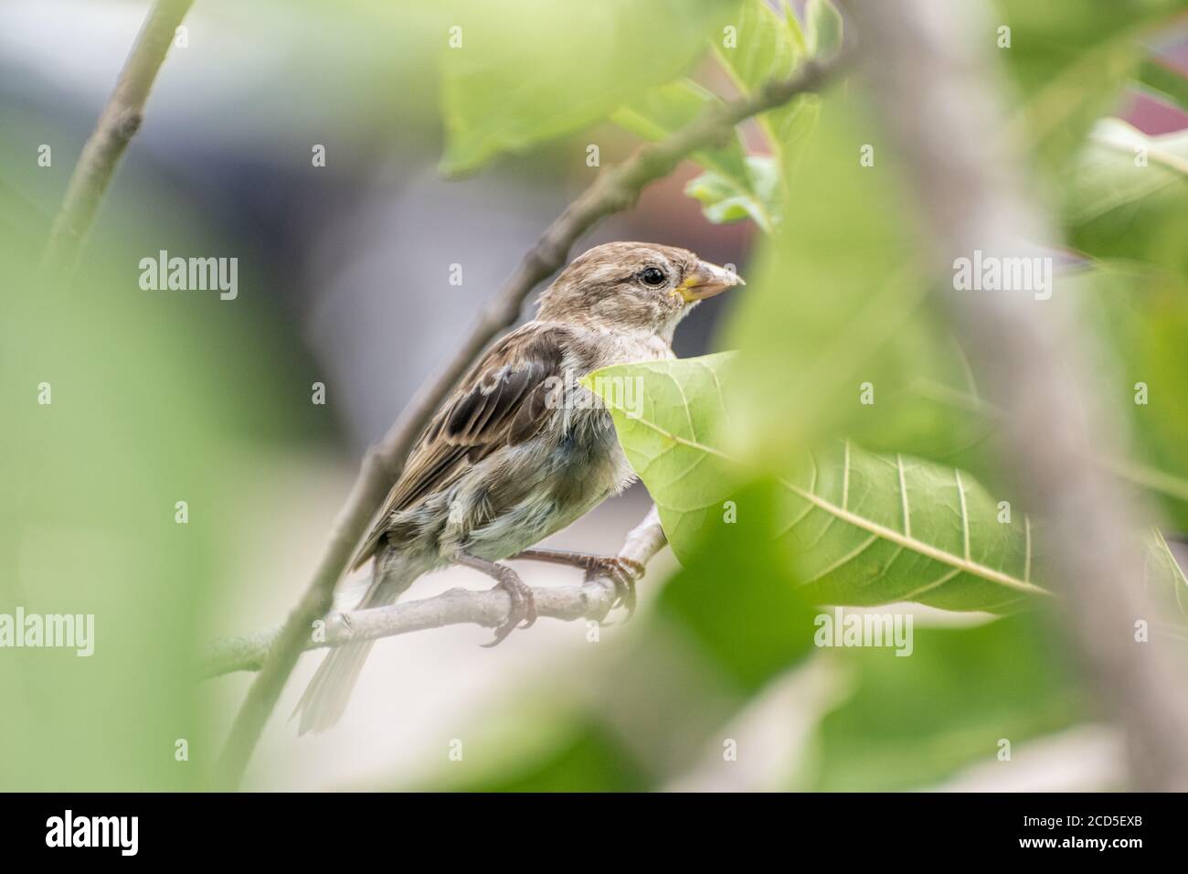 Sparrow Spied Through Tree Stock Photo