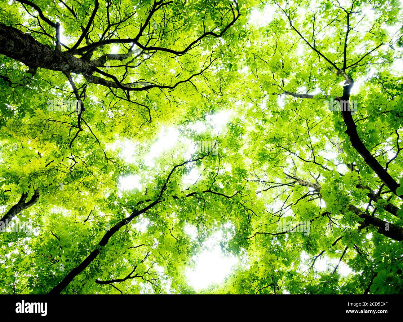 Landscape with low angle view of green trees in forest Stock Photo