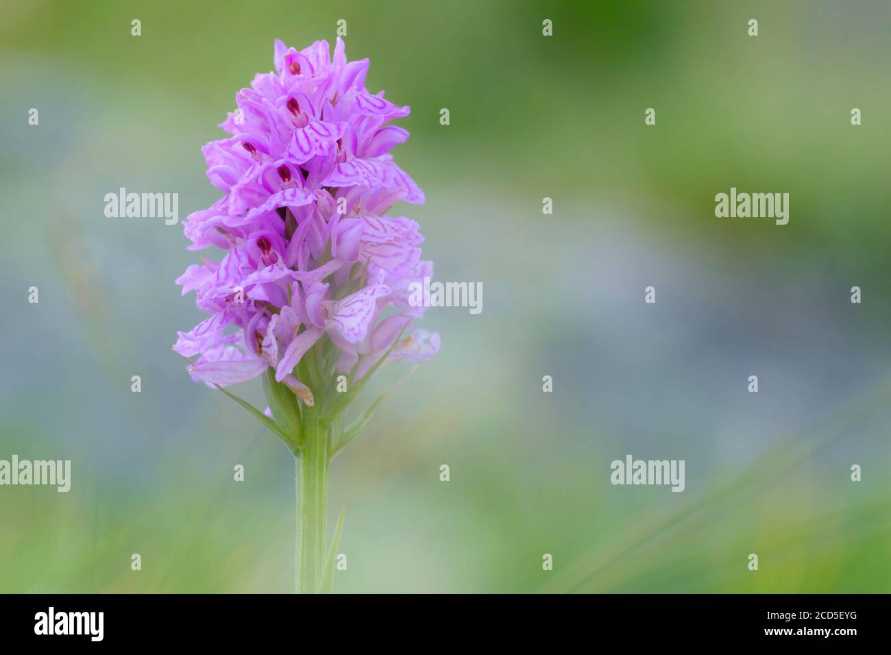 Orchis Maculata High Resolution Stock Photography And Images Alamy