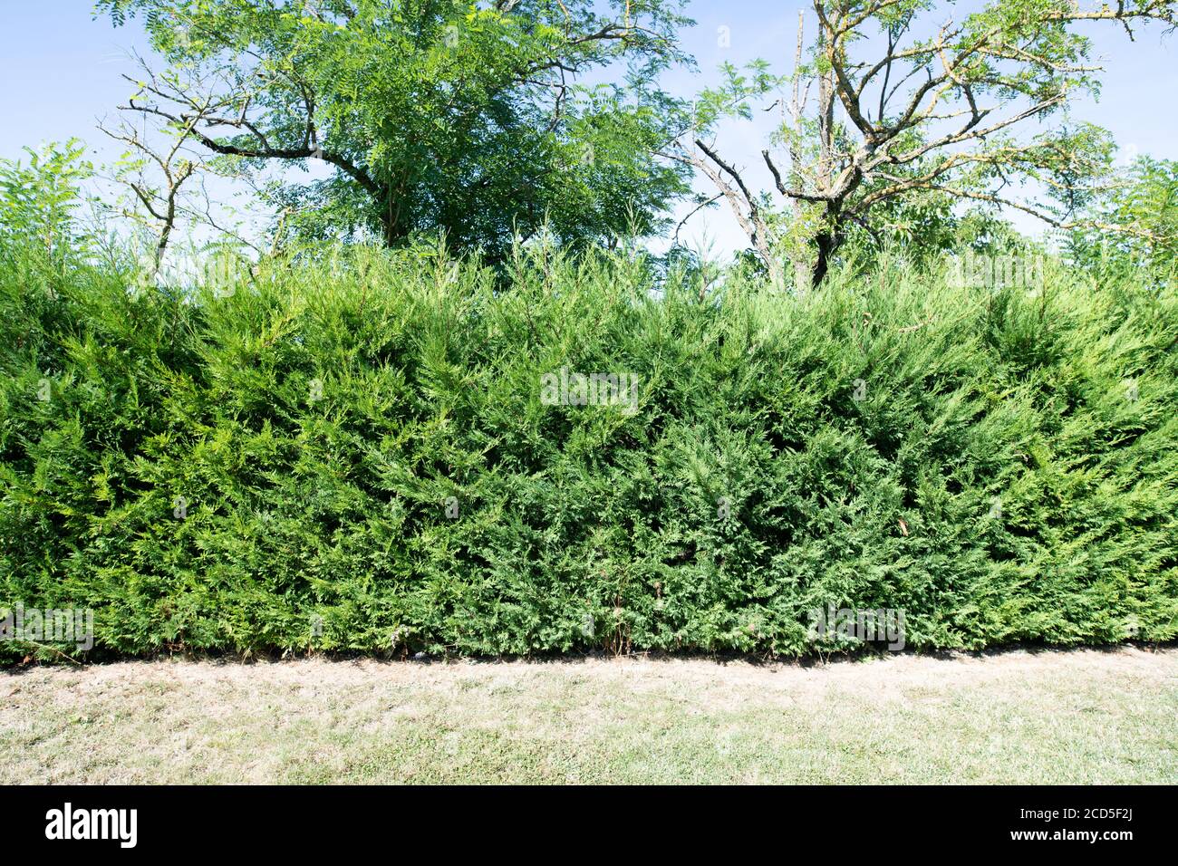 Spruce hedge hires stock photography and images Alamy