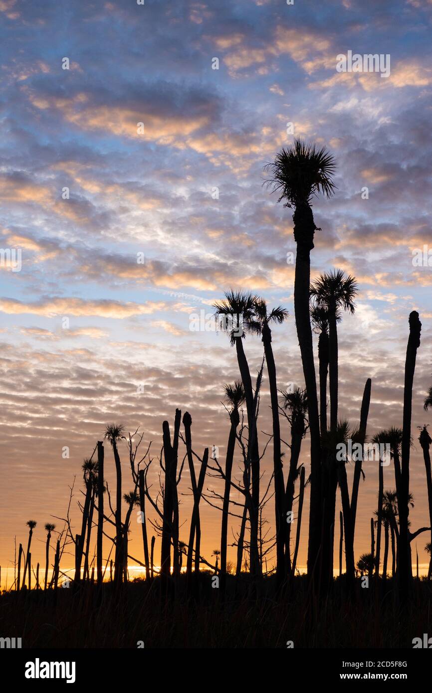 Palm trees (possibly cabbage palms) silhouetted by the rising sun at Orlando Wetlands Park, a nature sanctuary east of Orlando. Stock Photo