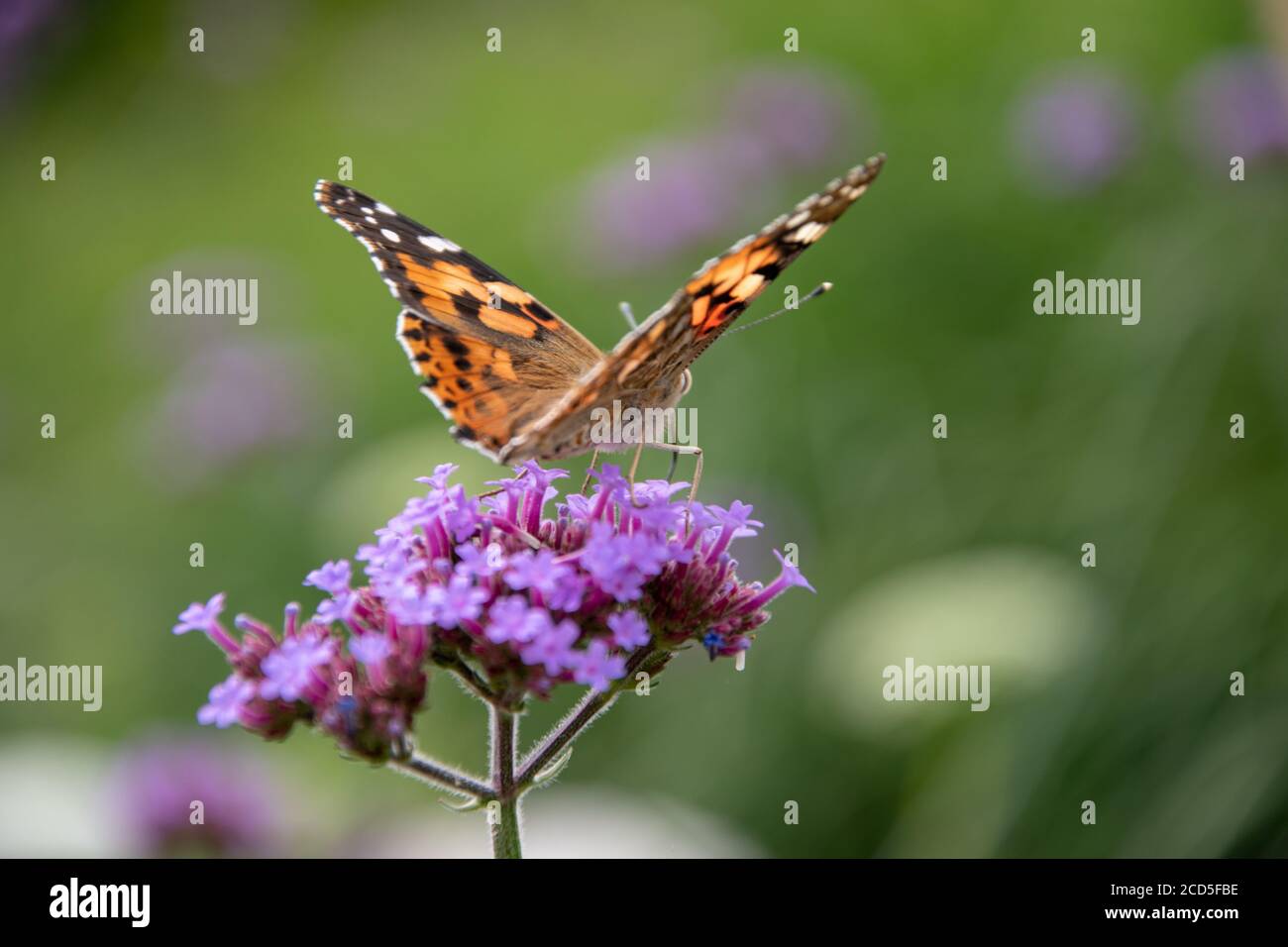 Beautiful shot of a butterfly sitting on Purpletop Vervain flower Stock Photo
