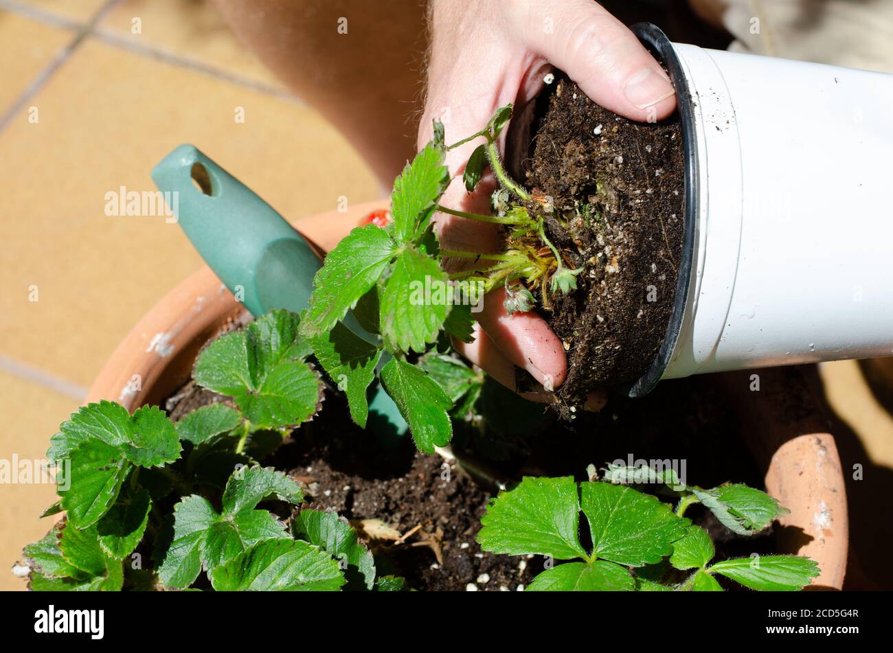 Planting strawberry hires stock photography and images Alamy