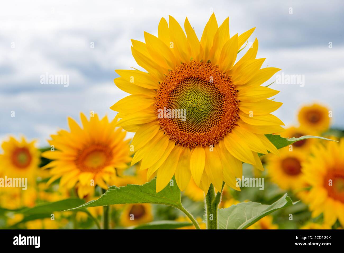 Field of sunflowers. Large common sunflowers, landscape from a