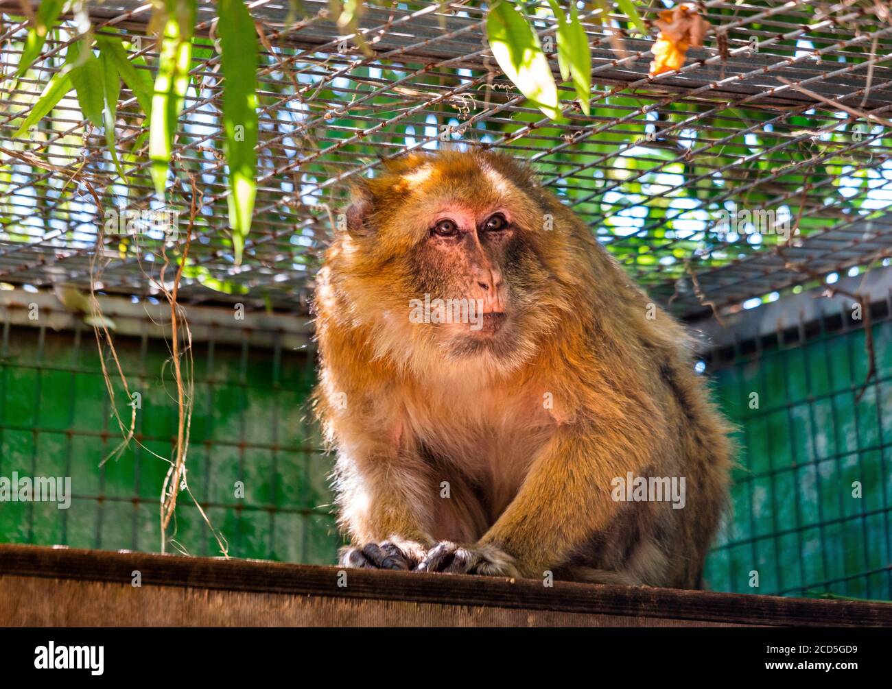 Macaca monkey in Amazonas park, zoo between Neapolis & Kourounes village, Municipality of Agios
