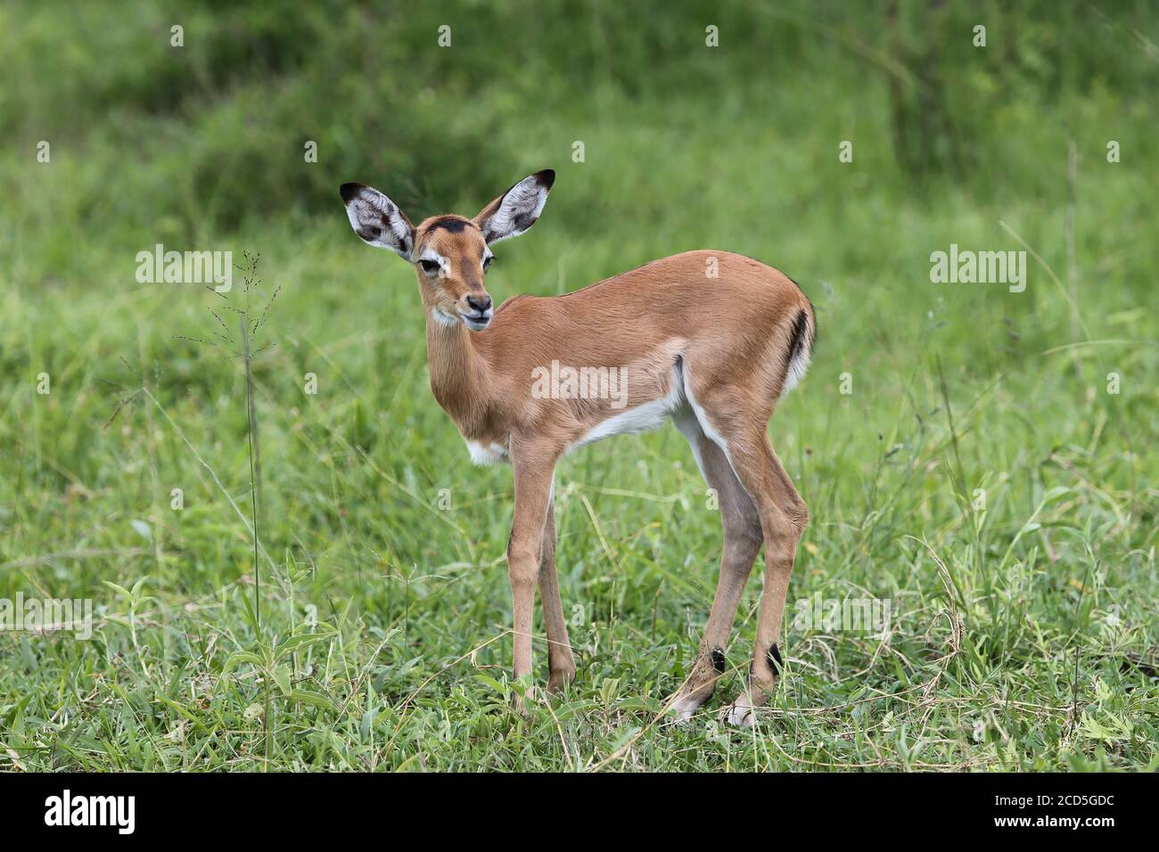 Young Impala standing alone in savannah grass Stock Photo