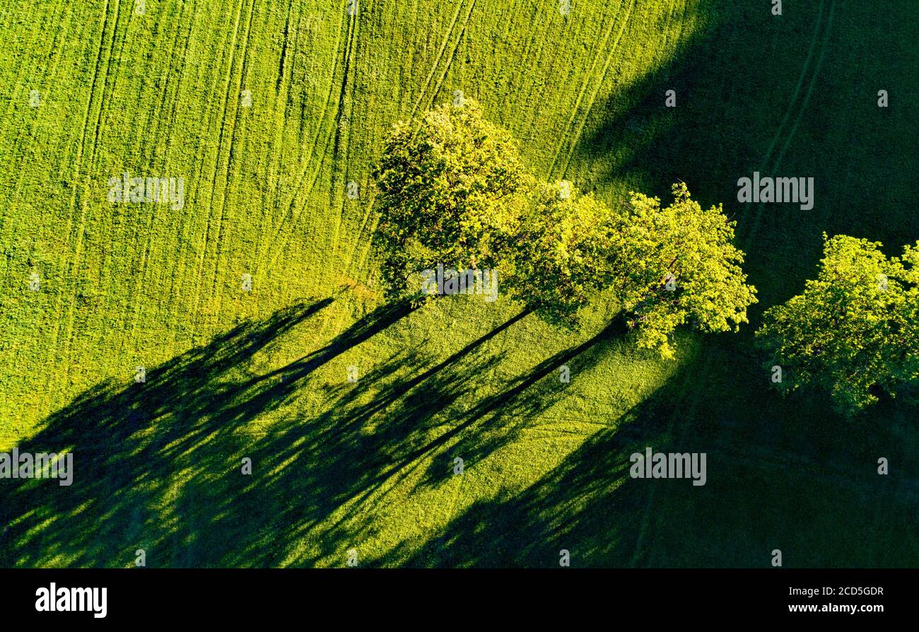 Aerial view of trees on field Stock Photo